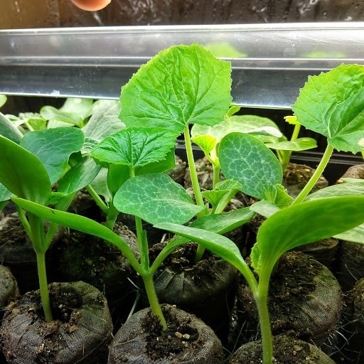Greenhouse Sprouts