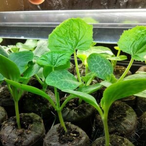 Image of plant seedlings